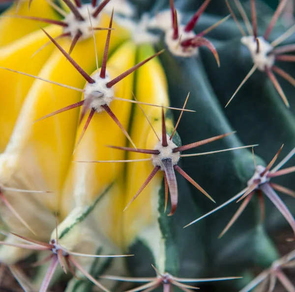 Ekstremalne Zbliżenie Kolców Kaktusa — Zdjęcie stockowe