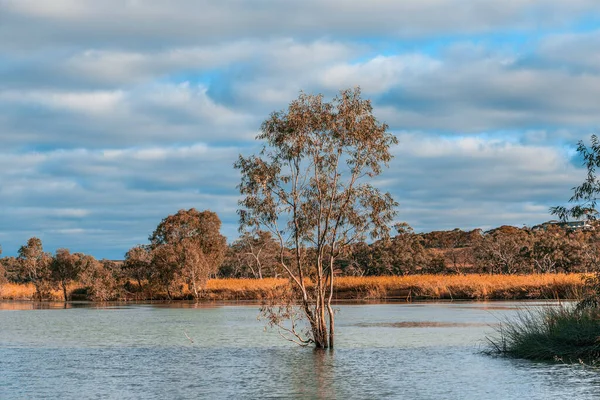 Eucalipto Creciendo Agua Del Río Murray — Foto de Stock