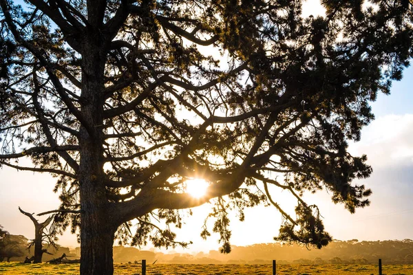 Zonnestralen Schijnen Door Grote Boomtakken Bij Zonsondergang Het Australische Platteland — Stockfoto