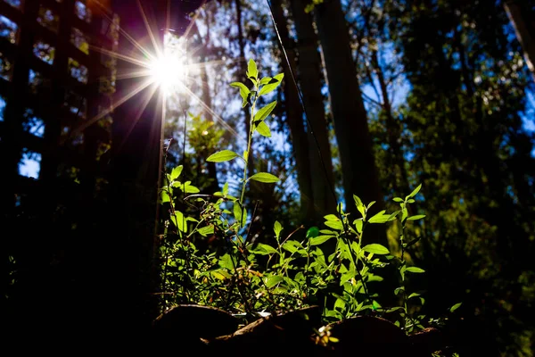 Sun Shining Brightly Flare Green Sprout Sustainability Concept — Stock Photo, Image