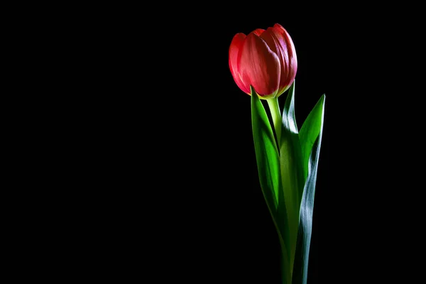 Tulipán Rojo Primer Plano Que Brilla Oscuridad Plano Estudio Sobre — Foto de Stock