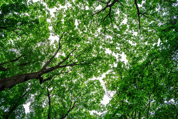 緑の木々のキャノピーと空を見上げて — ストック写真