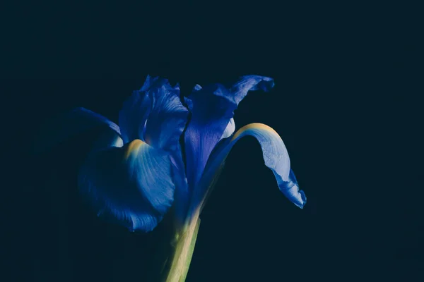 暗色褪色背景上的蓝色虹膜花 工作室拍摄 — 图库照片