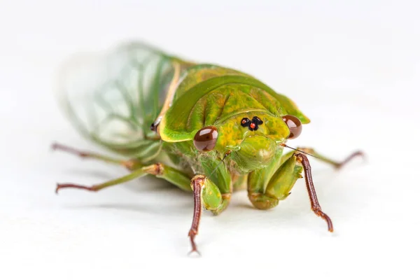 Green Grocer Cicada Yksi Maailman Äänekkäimmistä Hyönteisistä Eristetty Valkoisella Pohjalla — kuvapankkivalokuva
