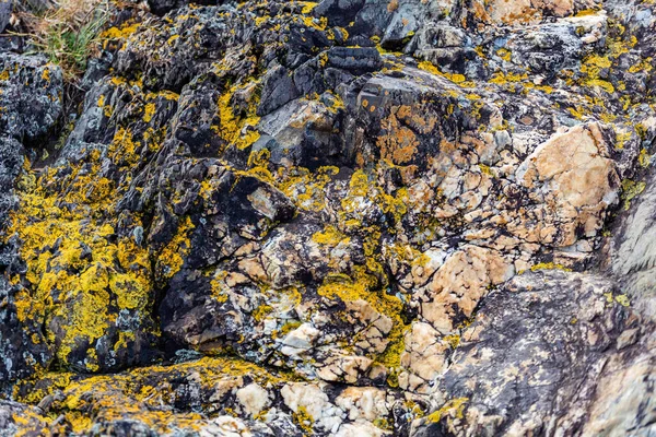 Musgo Amarillo Sobre Piedra Agrietada Patrón Textura Fondo — Foto de Stock