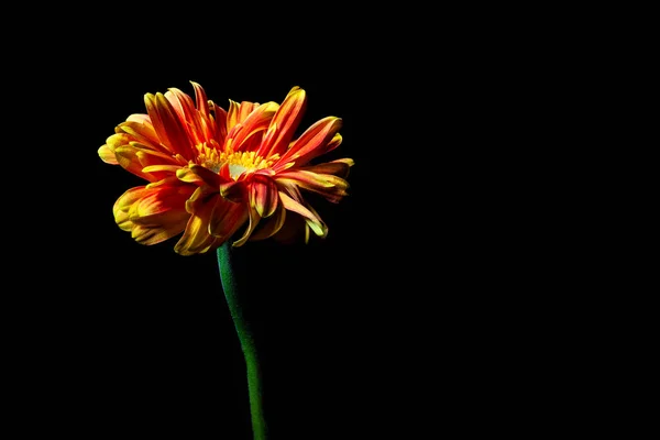 コピースペースと黒の背景に美しく柔らかいガーベラデイジー花 — ストック写真