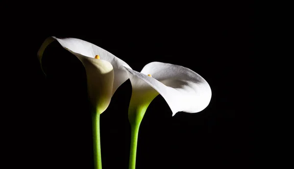 两朵白色的卡拉百合花在黑色背景上闪烁着光芒 并带有复制空间 — 图库照片