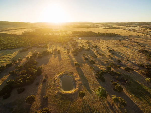 Kanguru Pulau Padang Rumput Dan Padang Rumput Matahari Terbenam Pandangan — Stok Foto