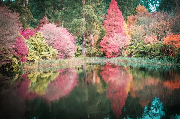 Belas Árvores Vermelhas Laranja Amarela Refletindo Água Outono — Fotografia de Stock