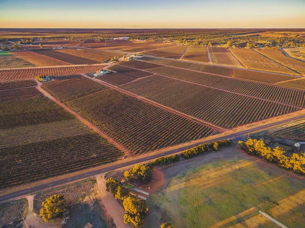 Pemandangan Udara Kebun Anggur Musim Dingin Saat Matahari Terbenam Riverland — Stok Foto