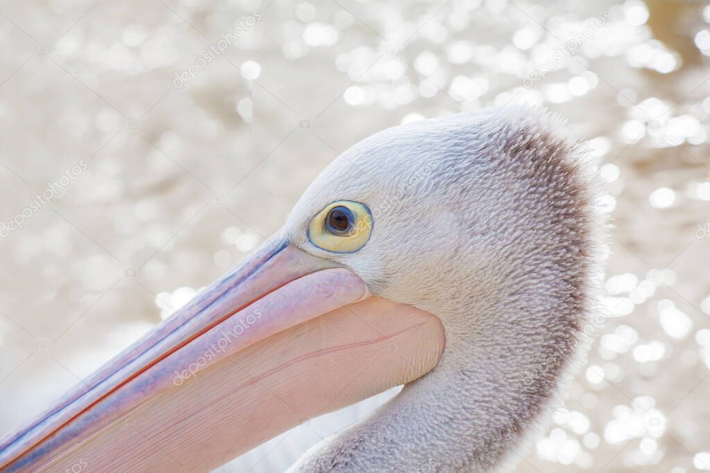 Portrait of a Pelican on blurred water background.