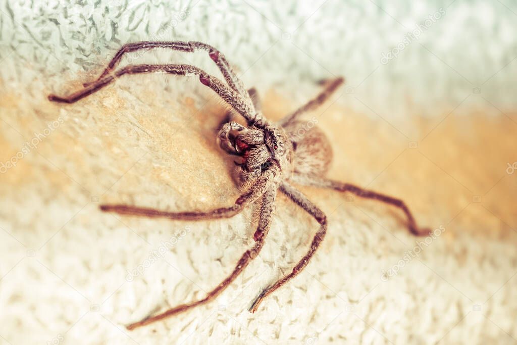 Big Huntsman Spider closeup. Shallow depth of field