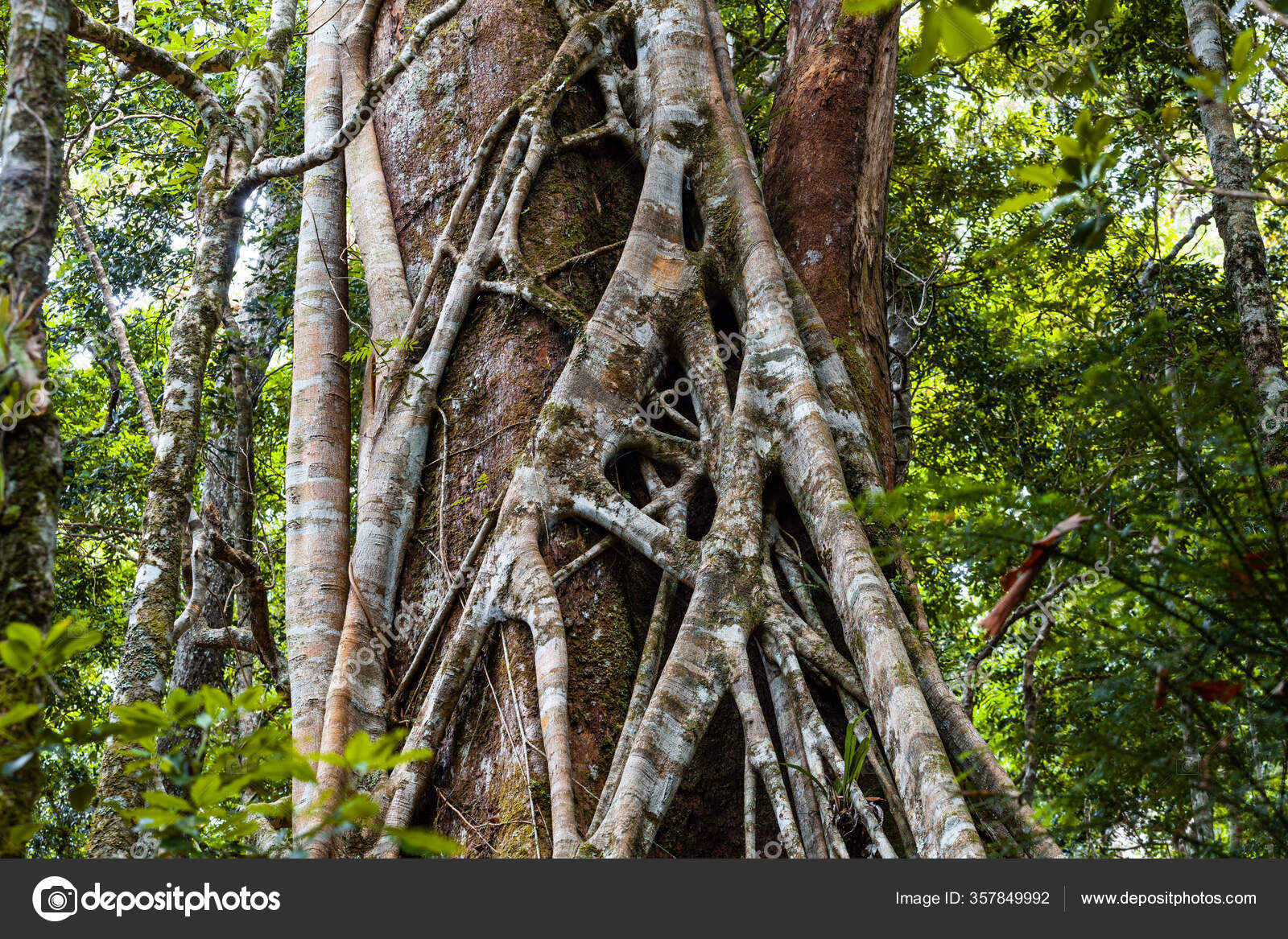 Primer Plano Higuera Estranguladora Una Selva Tropical — Foto de stock