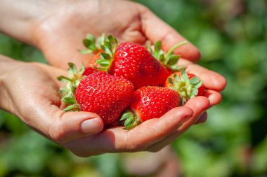 Aydınlık güneşli bir günde, bir grup olgun çitin üzerinde duran bir kadın.