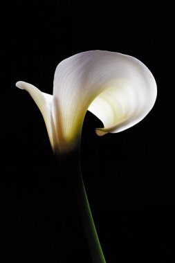 Güzel beyaz zambak parlak bir şekilde siyah arka plan aydınlatması - stüdyo çekimi