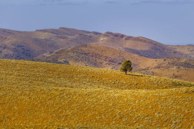 Güney Avustralya 'nın Flinders Sıradağları' ndaki yuvarlanan tepede büyüyen yalnız ağaçların yakınlaşması