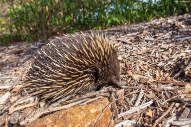 Karıncalarla kaplı Echidna 'ya yakın çekim