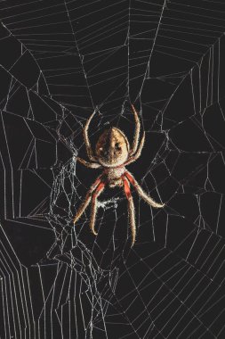 Siyah arkaplanda örümcek ağının ortasında Korkunç Altın Küre-Weaver örümceği