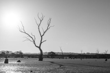 Bataklıkta çıplak ağaçlar Siyah ve beyaz uzun gölgeler