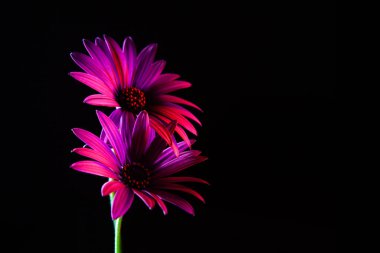 Two African daisies glowing in red and purple on black background with copy space clipart