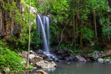 Curtis Falls in Tamborine National Park, Queensland, Australia clipart