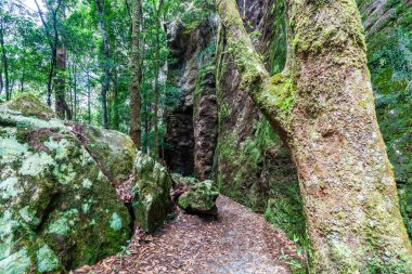 Springbrook Ulusal Parkı, Queensland, Avustralya 'da ağaçlarda ve kayalarda yosun yetişiyor.