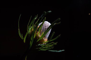 Banksia wild flower glowing on black background with copy space clipart