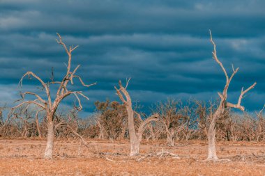 Güney Avustralya 'da ölü sakız ağaçları