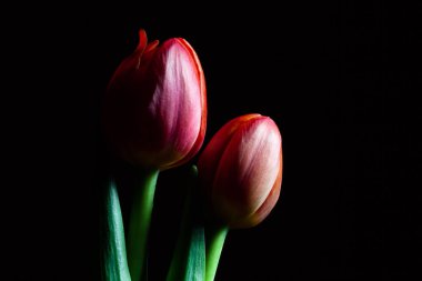 İki güzel kırmızı lalenin yakın plan fotokopi alanı ile siyah zemin üzerinde izole edilmesi