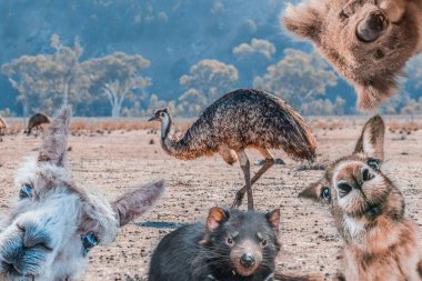 Avustralya 'da yaşayan hayvanların komik kolajı - Emu, Koala, Kanguru, Tazmanya Canavarı ve Alpaca