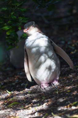 Sarı Gözlü Penguen gölgede saklanıyor, Güney Adası, Yeni Zelanda