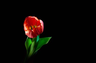 Kopya alanı ile siyah arkaplandan parlayan kırmızı lale