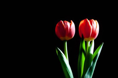 Siyah arkaplanda iki parlak kırmızı lale.