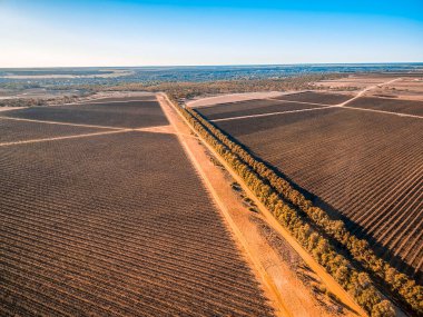 Güney Avustralya, Riverland 'daki büyük üzüm bağlarının hava manzarası