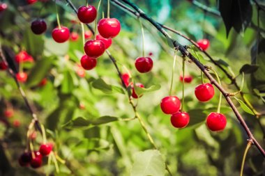 Güzel kırmızı kirazlar daldan sarkan, arka planda bulanık yeşillik