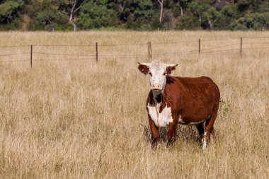 Kahverengi ve beyaz renkli inek sarı saman tarlasında kameraya bakıyor.
