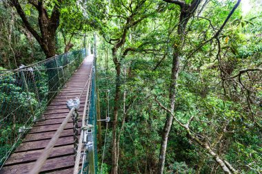 Lamington tree top walkway hanging bridge in temperate rainforest in Queensland, Australia clipart