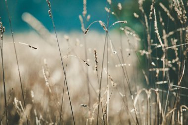 Sahada çekirdekli otlar - sığ odak ile yakın çekim