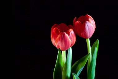 Siyah üzerine iki kırmızı lale ve kopyalama alanı