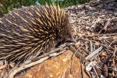Echidna karınca avlıyor