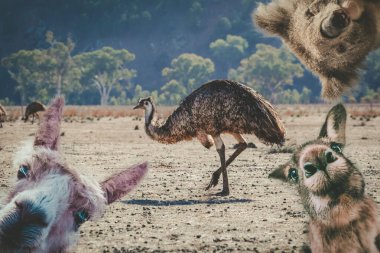 Avustralya 'da yaşayan hayvanların kolajı - emu, koala, kanguru ve komik yüz ifadeleri olan alpaka