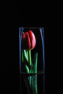 Siyah arkaplanda uzun cam vazonun içindeki kırmızı lale.