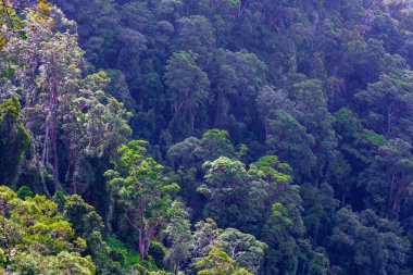 Güzel bir ormanda sakız ağaçları. Queensland, Avustralya.