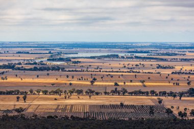 Avustralya kırsalında sarı tarlalar ve göl