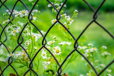 Bulanık arka planda metal çitlerin arkasında güzel Chamomille çiçekleri.