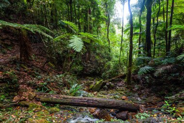 Beautiful lush rainforest - ferns, trees, and water clipart