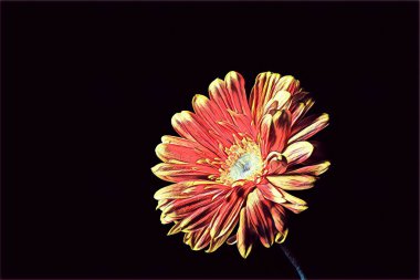 Gerbera papatya dijital sanat eserleriyle siyah arkaplanı izole etti