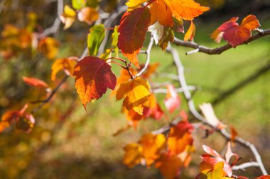 Sonbahar yapraklı ağaç dalı.