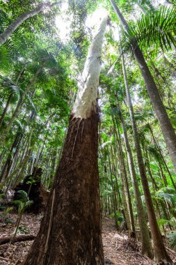 Sakız ağacı yağmur ormanlarında kabuk bağlar.