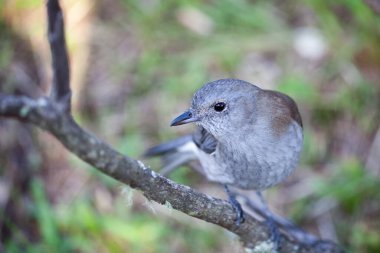 Gri Shrike Thrush - bir daldaki tek kuş.